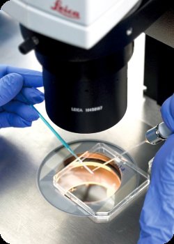 Global CHA Embryolab — hands-on embryology training under microscope